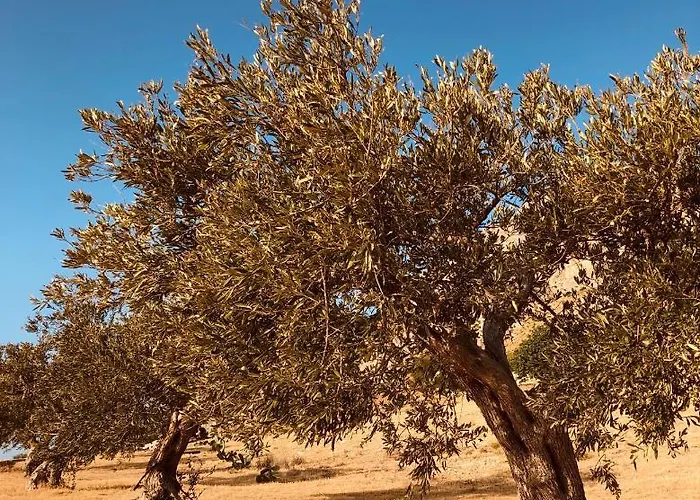 Glamping Container *